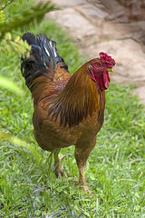 Beautiful cock classic coloring on a background of green grass