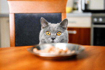cat is looking at food, cat watches over the food, sly beautiful British gray  cat, close-up, cat looks out from under the table