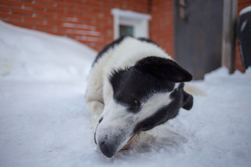 the dog is lying on snow and gnaws a bone
