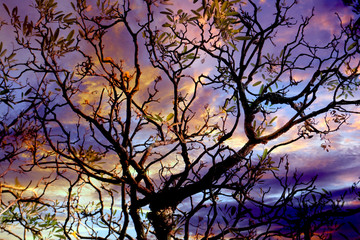 dead branc dea tree on colorful sky background