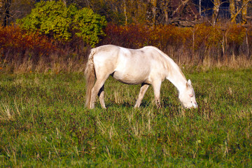 Naklejka na ściany i meble White horse eats grass in the meadow. The herd unattended in nature.