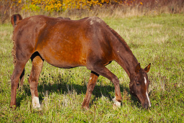 Wild hound Mare in nature.  Herd of free horses in the field. 