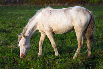 Naklejka na ściany i meble Wild unkempt white horse grazing in a green field.