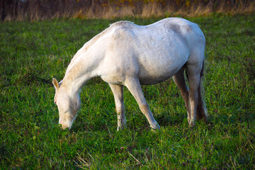 Naklejka na ściany i meble White Mongolian horse grazing on a green field.
