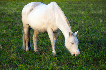 Obraz na płótnie Canvas White Mongolian wild horse grazing on a green field.
