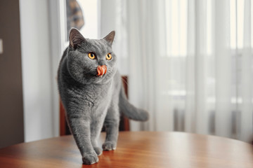 cat licks nose, beautiful British gray cat, close-up portrait, Gray background, large yellow eyes, arrogant animal on the table, harmful