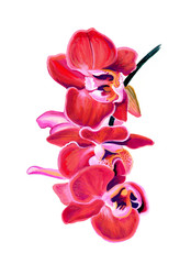 Flower paint pink orchids bouquet hand paint by poster color © Auychai