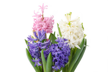 Hyazinthen blau, wei&szlig;, rosane