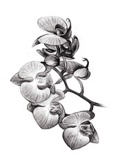 Flower sketch orchids bouquet hand drawing by pencil