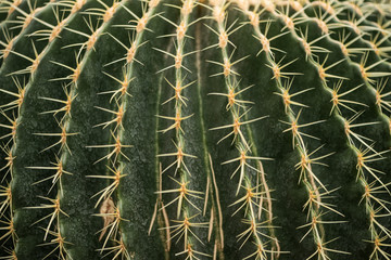 Close-up view of beautiful green cactus with thorns