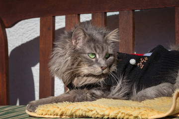 Naklejka na ściany i meble Grey longhaired cat lying on a bench and wearing a sweater
