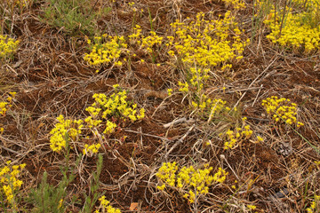 Coastal vegetation, Finland