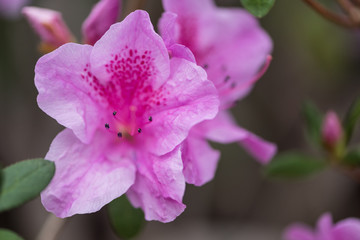 close-up view of beautiful fresh blooming violet flowers