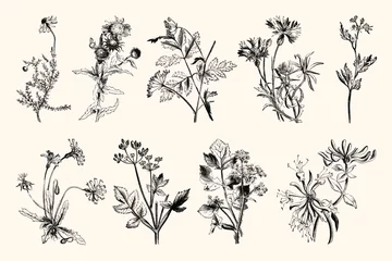 Botanica Line Art - Vintage florale Gravuren © Vector Hut