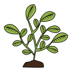 leafs plant natural icon vector illustration design