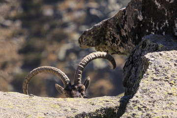 Fototapeta na wymiar Wild goat in Gredos mountain spain