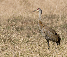 Sandhill Crane