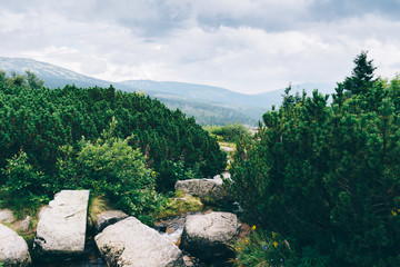 Beautiful landscape in the mountains. Nice green trees, forest and dark cloudy sky