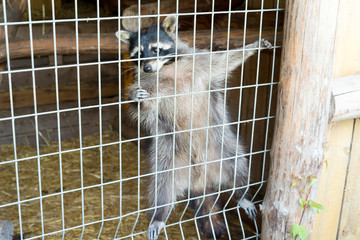 A cute, gray, striped raccoon asks for food through an iron cage in the zoo.