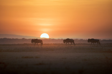 Fototapeta na wymiar African landscape while in safari