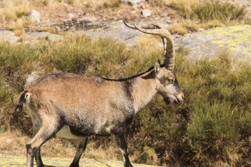 Naklejka na ściany i meble Wild goat in Gredos mountain spain