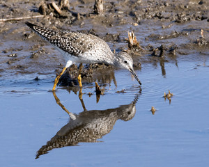 Lesser Yellowlegs