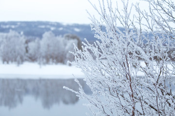 Beautiful frozen river with a trees on a bank. White winter landscape of central Norway. Light scenery.