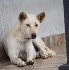 Large white blonde dog lying on the floor in front of the house