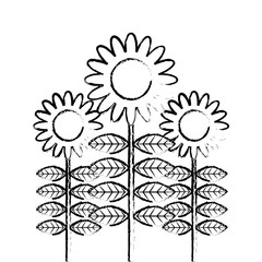 beauty flowers decoration leaves stem petals