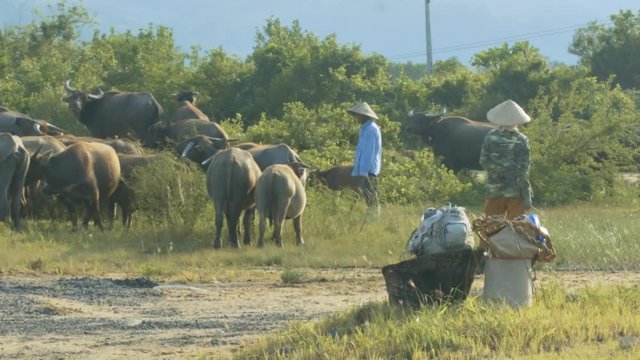 Asian Men Graze Buffaloes on Grass under Blue Sky