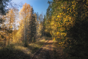 path in sunny autumn forest
