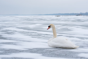 Fototapeta premium Swan in the abandoned frozen lake Balaton. Extreme weather in Hungary in March 2018.