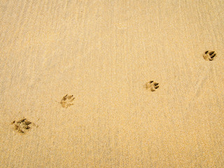 Dog footprints in the wet ocean beach sand