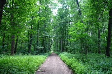 Fototapeta na wymiar Path in the summer green deciduous forest.