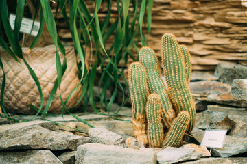 Echinopsis Cactus In Botanical Garden