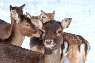Young deers in winter time.