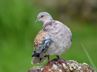 Turtle Dove