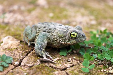 kreuzkröte mit grellen, herausstechenden augen am boden sitzend/ blick auf ein dich anblickendes amphieb/kröte mit waagerechter pupille in gelben auge