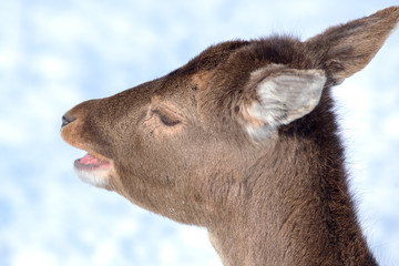 Young deer portrait in winter time.