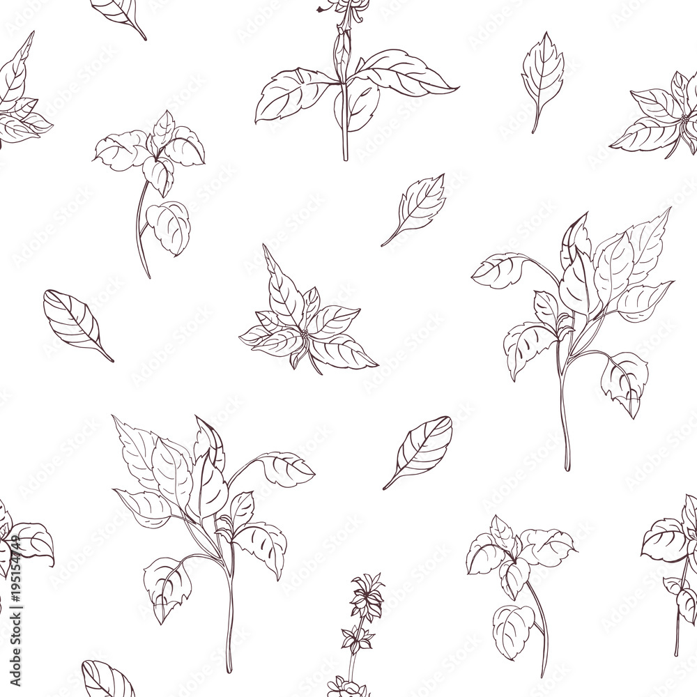 Poster elegant natural seamless pattern with basil leaves hand drawn with contour lines on white background