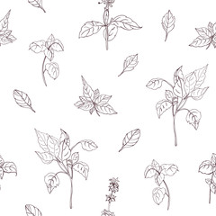 Elegant natural seamless pattern with basil leaves hand drawn with contour lines on white background. Backdrop with aromatic herb. Botanical vector illustration for textile print, wrapping paper.