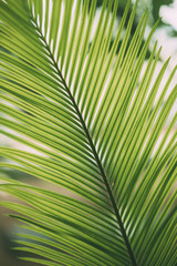 Green Leaves Of Cycas Revoluta In Botanical Garden