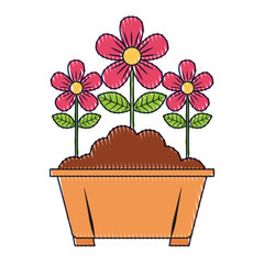 potted flowers natural decoration leaves plant