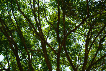  branch of tree in the forest background