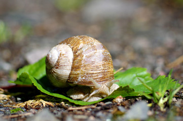 escargot dans la nature 