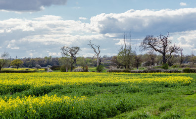 Spring farmland in the Essex countryside