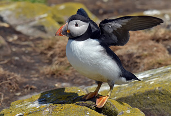 Puffin