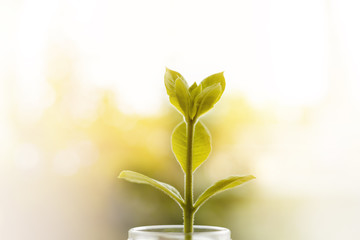 Plant growing from the glass jar on blurred natural background with sun light effect and added colour filter effect for environment and ecology concept