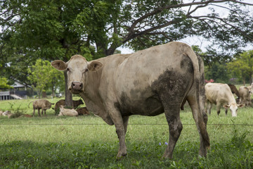 Herd of cows in the meadow