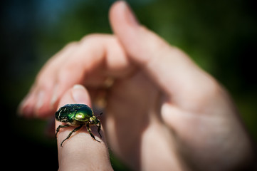 frog, hand, nature, green, animal, amphibian, insect, small, beetle, bug, macro, palm, finger, human, reptile, hands, close-up, wildlife, lizard, holding, woman, child, closeup, summer